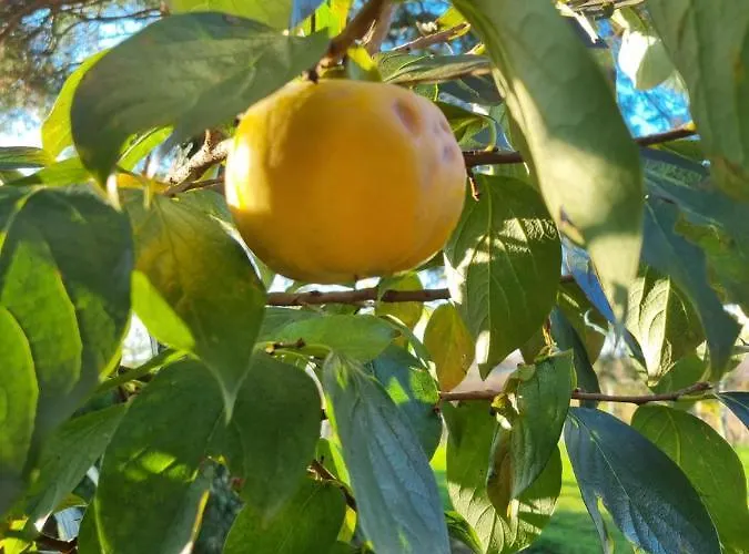 Pocitniska Hisa Soncni Vrh * Spodnji Ivanjci